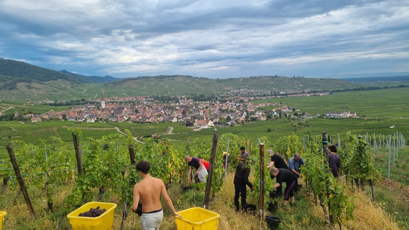 Vendanges conviviales en Alsace Ribeauvillé