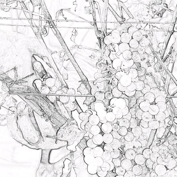 vendange du crémant